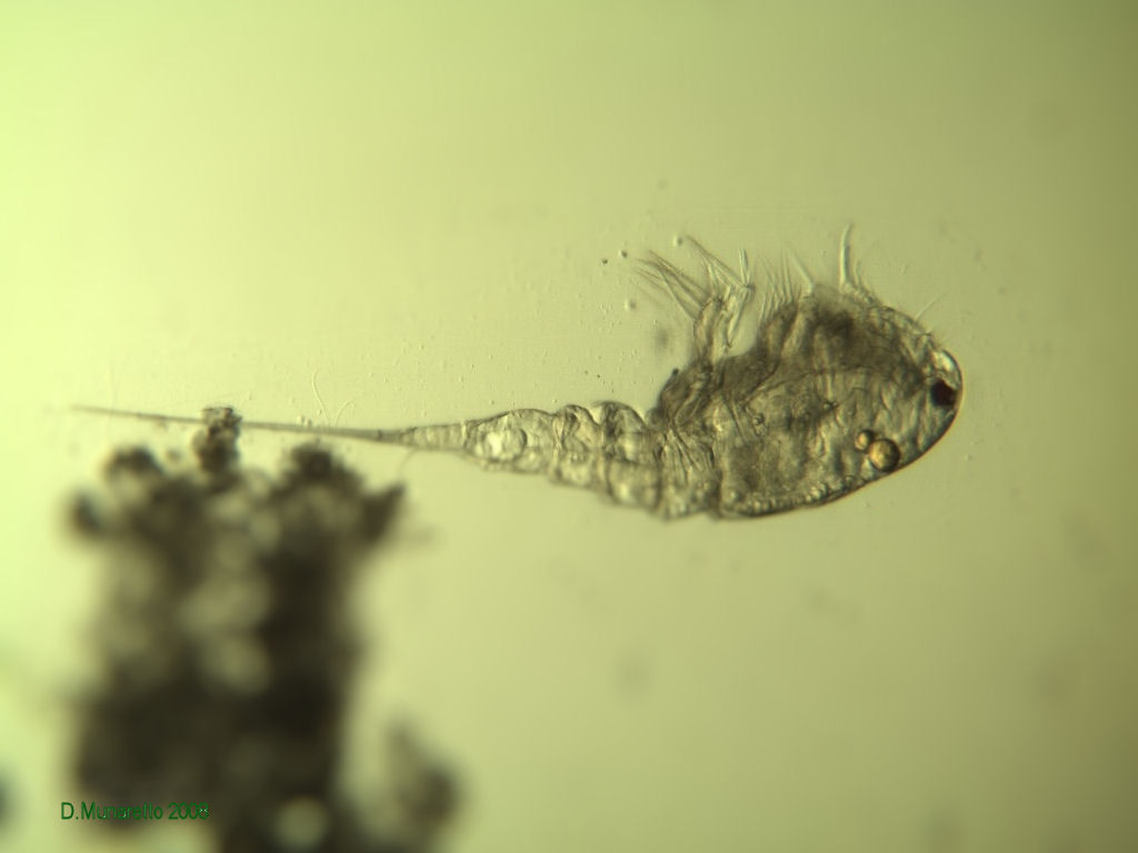 Ancora adulti di COPEPODE...